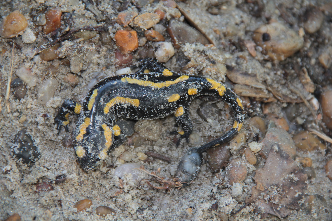 Feuersalamander / Salamandre tachetée